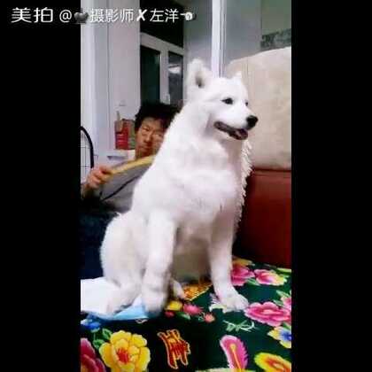 小包子合集海报